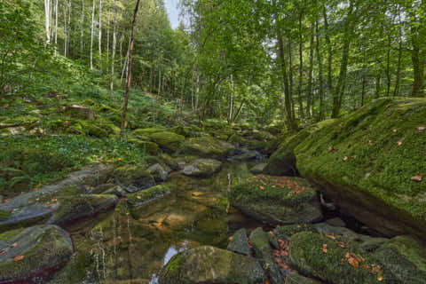 Gemeinde Waldkirchen Landkreis Freyung-Grafenau Saußbachklamm (Dirschl Johann) Deutschland FRG